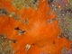 Esponja incrustante naranja<br />(Spirastrella cunctatrix)