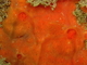 Esponja incrustante naranja<br />(Spirastrella cunctatrix)
