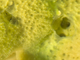 Esponja lacustre<br />(Spongilla lacustris)