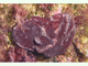 Esponja piedra<br />(Petrosia ficiformis)