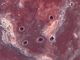 Esponja piedra<br />(Petrosia ficiformis)