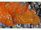 Esponja sangrante<br />(Hymeniacidon perlevis)