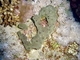 Esponja verde<br />(Amphimedon viridis)