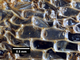 Estera marina<br />(Membranipora membranacea)