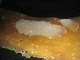Estera marina<br />(Membranipora membranacea)