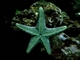 Estrella de mar europea<br />(Asterias rubens)
