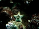Estrella de mar nudosa<br />(Protoreaster nodosus)