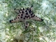 Estrella de mar nudosa<br />(Protoreaster nodosus)
