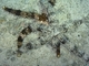 Estrella de mármol<br />(Fromia monilis)