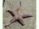 Estrella irregular<br />(Astropecten irregularis)