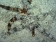 Estrella peine común<br />(Astropecten polyacanthus)