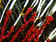 Falso coral Alcyonium coralloides<br />(Alcyonium coralloides)