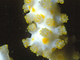 Falso coral Alcyonium coralloides<br />(Alcyonium coralloides)