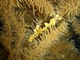 Falso coral negro<br />(Gerardia savaglia)