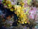 Falso coral negro<br />(Gerardia savaglia)