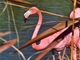 Flamenco rosa<br />(Phoenicopterus ruber)