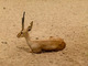 Gacela del Atlas<br />(Gazella cuvieri)