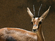 Gacela del Atlas<br />(Gazella cuvieri)