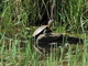 Galápago europeo<br />(Emys orbicularis)