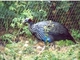 Gallina de Guinea vulturina<br />(Acryllium vulturinum)