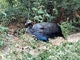 Gallina de Guinea vulturina<br />(Acryllium vulturinum)