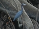 Garceta azul<br />(Egretta caerulea)