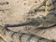 Gavial<br />(Gavialis gangeticus)