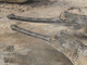 Gavial<br />(Gavialis gangeticus)