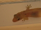 Geco casero común<br />(Hemidactylus frenatus)
