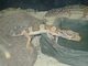 Geco leopardo<br />(Eublepharis macularis)