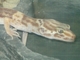 Geco leopardo<br />(Eublepharis macularis)