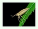Gorgojo iridiscente<br />(Lixus iridis)