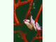 Junto a una <a href='ficha.php?id=4875'>caracolilla de las gorgonias</a>., por Géry Parent