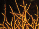 Gorgonia arborescente<br />(Leptogorgia sarmentosa)