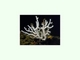 Gorgonia blanca<br />(Eunicella verrucosa)