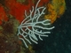 Gorgonia blanca<br />(Eunicella verrucosa)