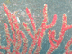 Gorgonia escarlata<br />(Leptogorgia ruberrima)