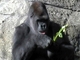 Gorila occidental<br />(Gorilla gorilla)