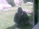 Gorila occidental<br />(Gorilla gorilla)