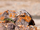 Gorrión alpino<br />(Montifringilla nivalis)