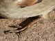 Gorrión común<br />(Passer domesticus)