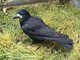 Graja<br />(Corvus frugilegus)