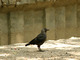 Grajilla<br />(Corvus monedula)