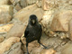 Grajilla<br />(Corvus monedula)