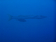 Gran barracuda<br />(Sphyraena barracuda)