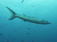 Gran barracuda<br />(Sphyraena barracuda)