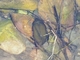 Gran escarabajo acuático<br />(Hydrophilus piceus)