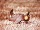 Gran gallo de las praderas<br />(Tympanuchus cupido)