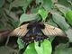 Gran mormón<br />(Papilio memnon)