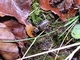 Grillo de bosque<br />(Nemobius sylvestris)